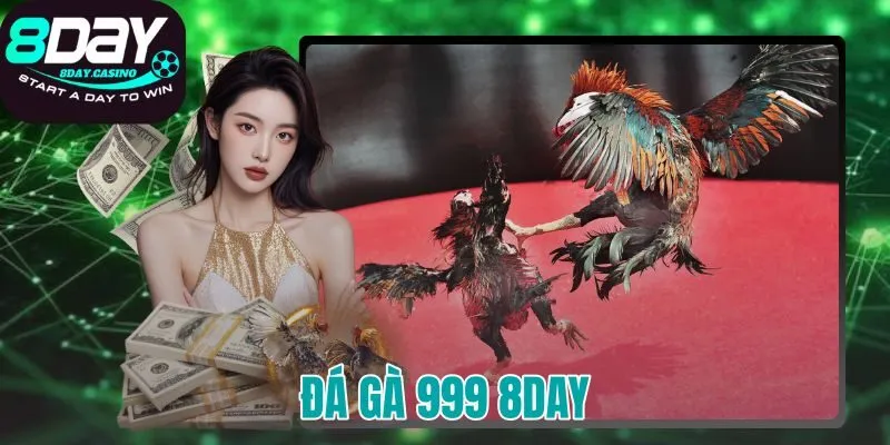 đá gà 999 8DAY
