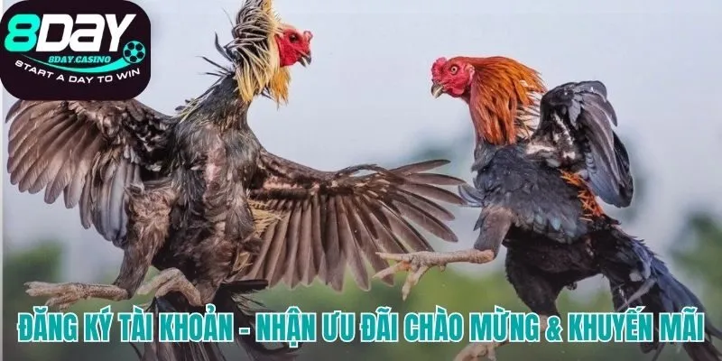 Đăng ký đá gà 8DAY nhận ngay 100% giá trị cho lần nạp đầu