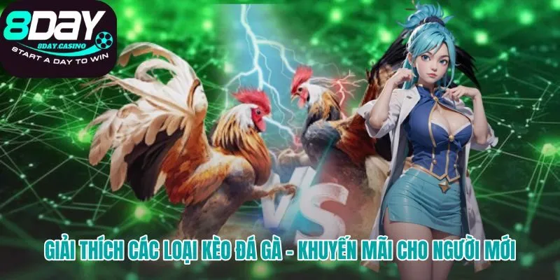 Hiểu rõ kèo cược Meron Wala BDD để tham gia đá gà trực tiếp 8DAY