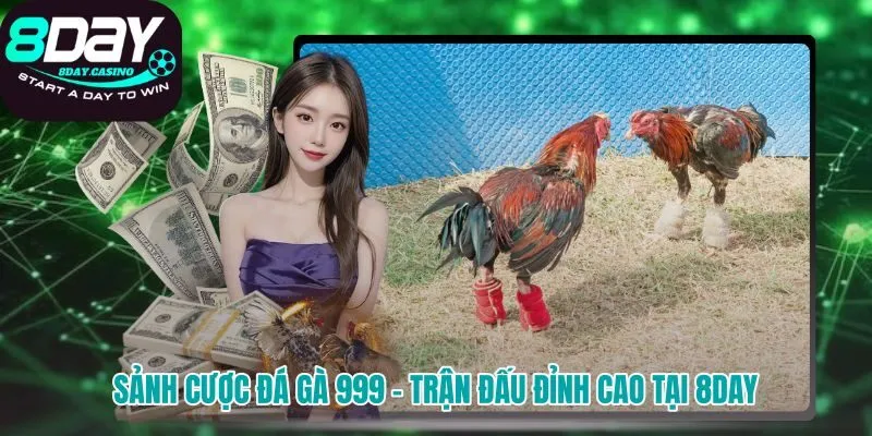 Sảnh cược đá gà 999 8DAY nơi hội tụ các trận đấu đỉnh cao