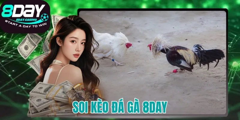 soi kèo đá gà 8DAY