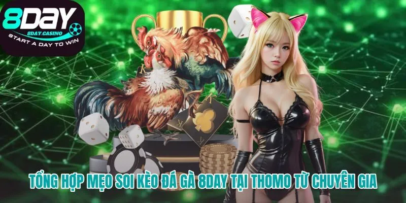 Soi kèo đá gà 8DAY hiệu quả tại đấu trường Thomo